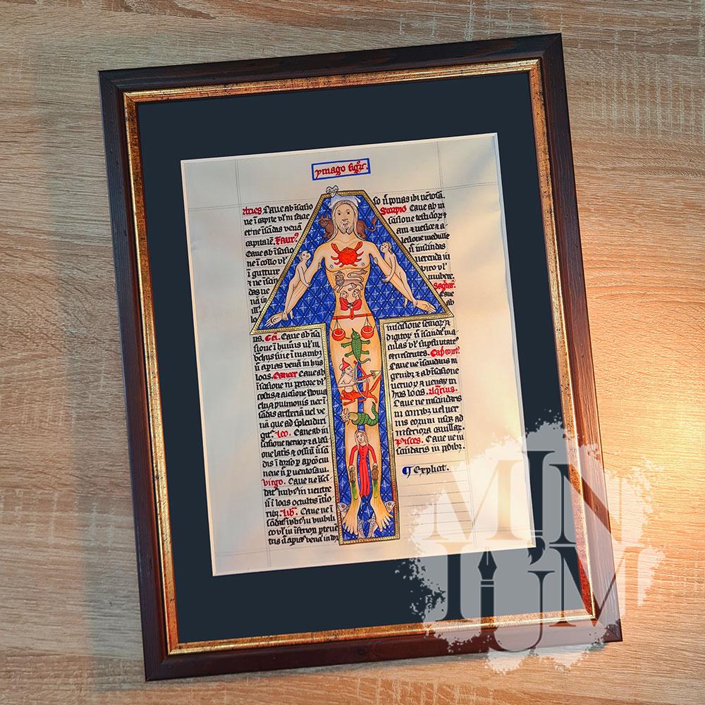 Ymago signorum - l'uomo zodiaco